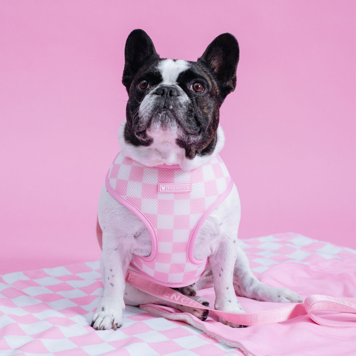 Frenchie Duo Reversible Harness - Pink Bubblegum from Frenchie Bulldog