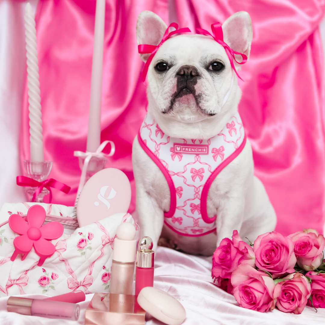 Frenchie Duo Reversible Harness - Pink Bows from Frenchie Bulldog