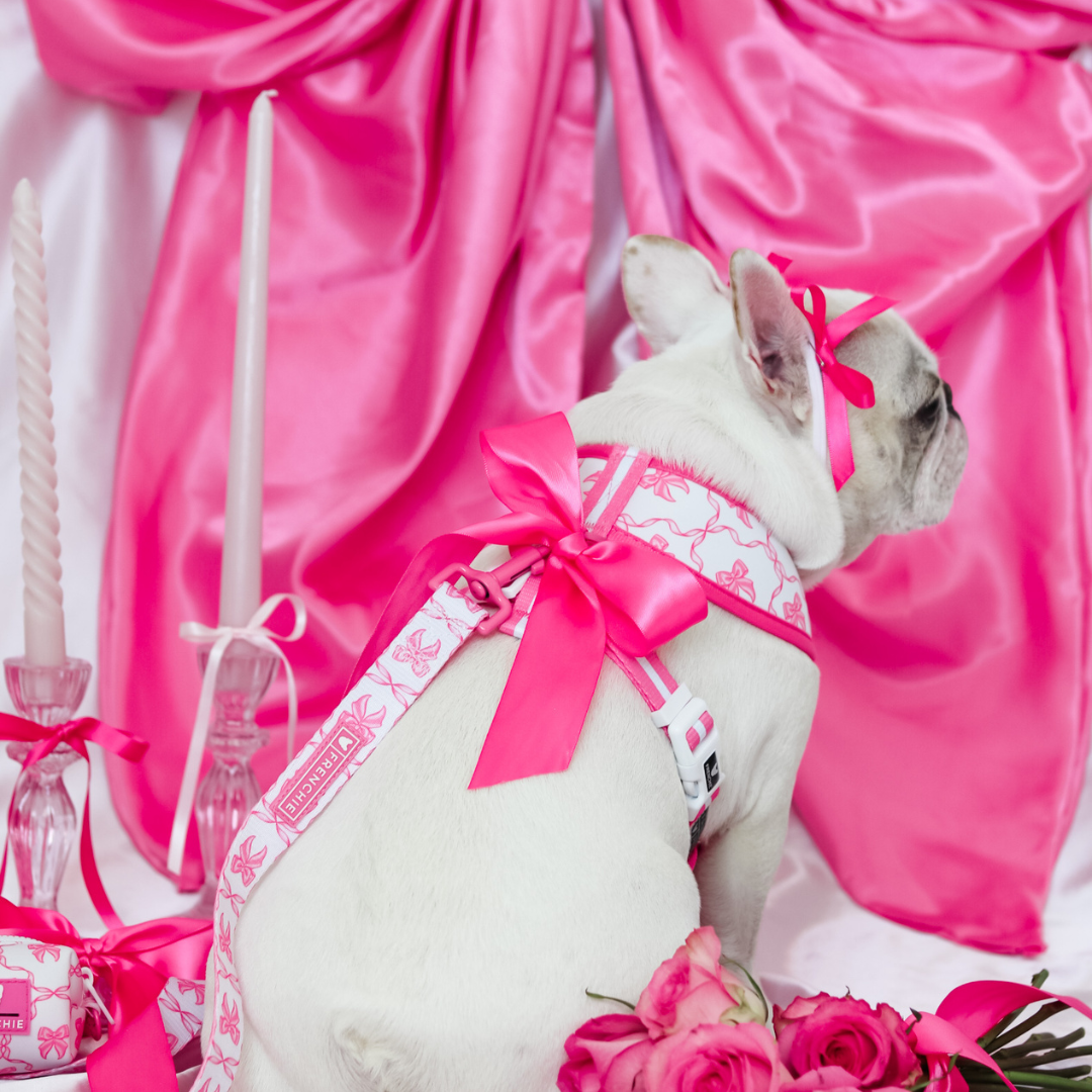 Frenchie Duo Reversible Harness - Pink Bows from Frenchie Bulldog