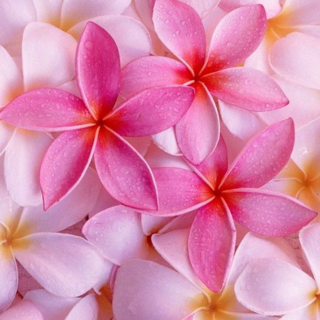 Plumeria from Wicked Good Perfume