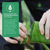 Aloe Brightening Facial Cleanser from ALODERMA