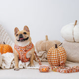 Frenchie Comfort Leash - Pumpkin Spice Latte from Frenchie Bulldog