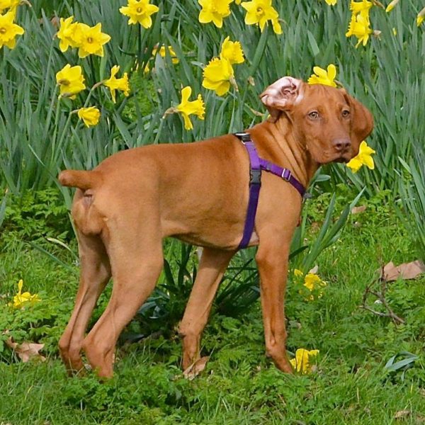 Purple Freedom No-Pull Dog Harness from 2 Hounds Design