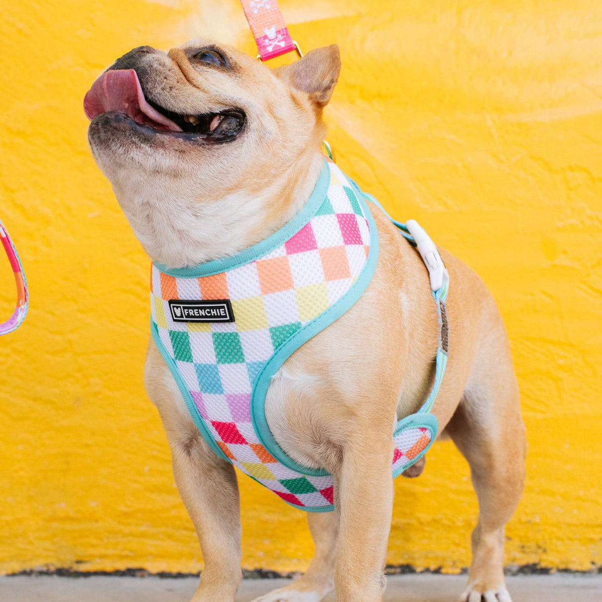 Frenchie Duo Reversible Harness - Rainbow Bad to the Bone from Frenchie Bulldog