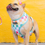 Frenchie Duo Reversible Harness - Rainbow Bad to the Bone from Frenchie Bulldog