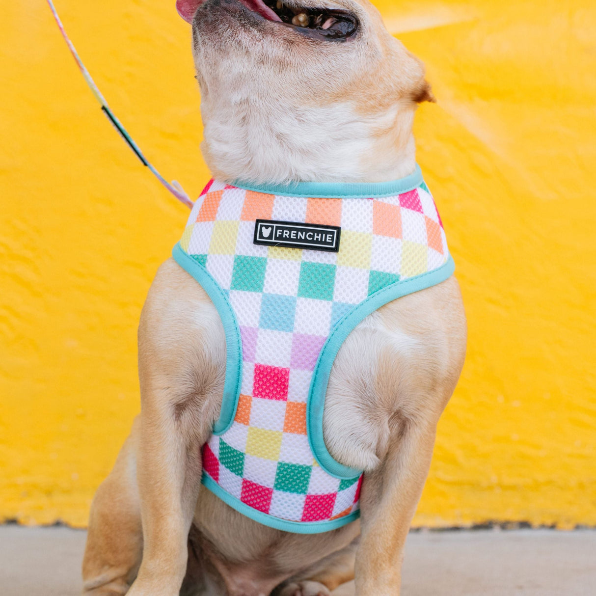 Frenchie Duo Reversible Harness - Rainbow Bad to the Bone from Frenchie Bulldog