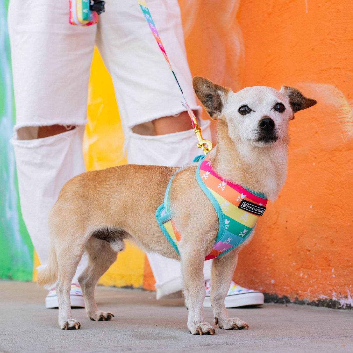 Frenchie Duo Reversible Harness - Rainbow Bad to the Bone from Frenchie Bulldog