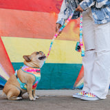 Frenchie Duo Reversible Harness - Rainbow Bad to the Bone from Frenchie Bulldog