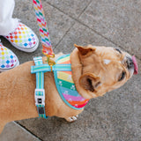 Frenchie Duo Reversible Harness - Rainbow Bad to the Bone from Frenchie Bulldog