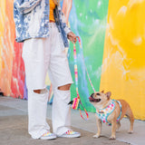 Frenchie Duo Reversible Harness - Rainbow Bad to the Bone from Frenchie Bulldog