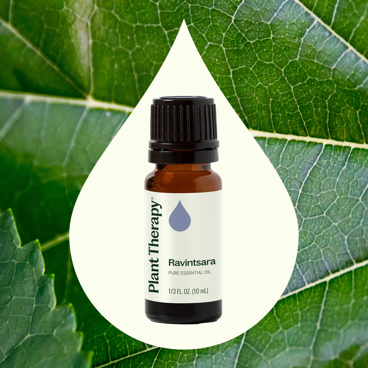 Ravintsara Essential Oil from Plant Therapy