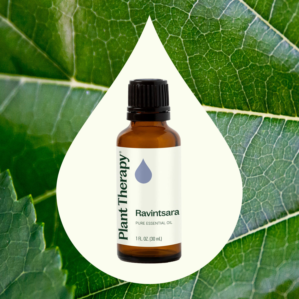 Ravintsara Essential Oil from Plant Therapy