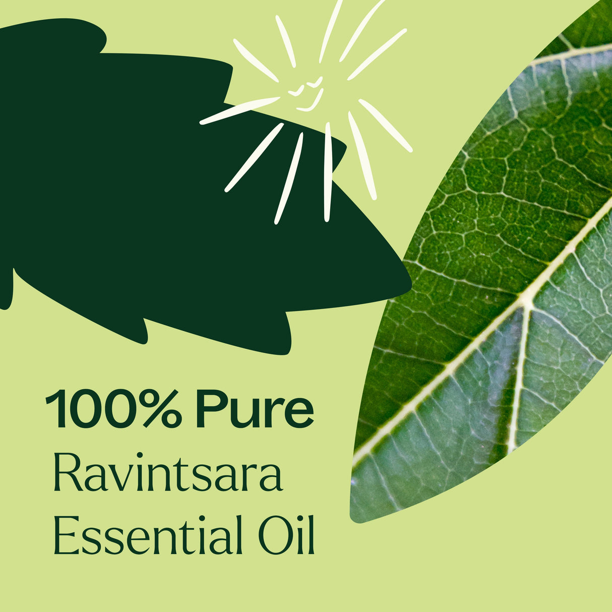 Ravintsara Essential Oil from Plant Therapy