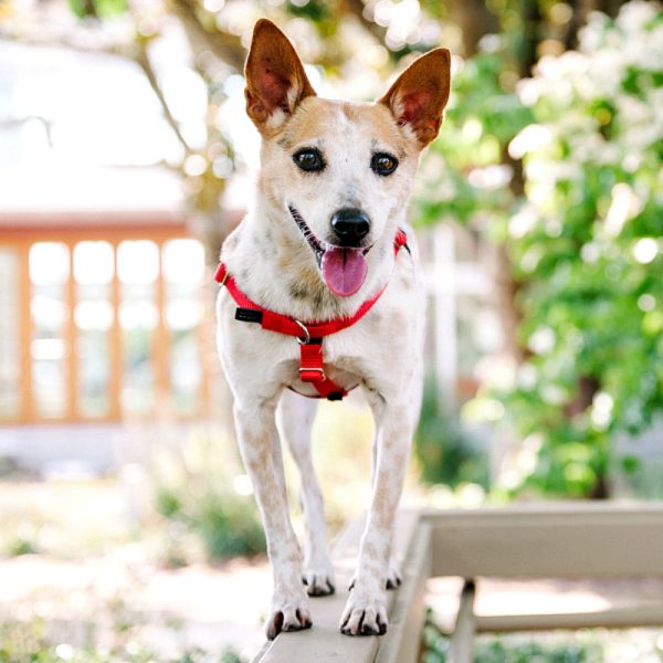 Red Freedom No-Pull Dog Harness from 2 Hounds Design