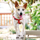 Red Freedom No-Pull Dog Harness from 2 Hounds Design