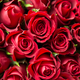 Red Roses from Wicked Good Perfume