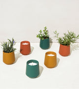 Rooted Candles from Modern Sprout