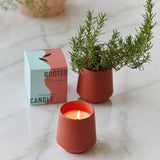 Rooted Candles from Modern Sprout