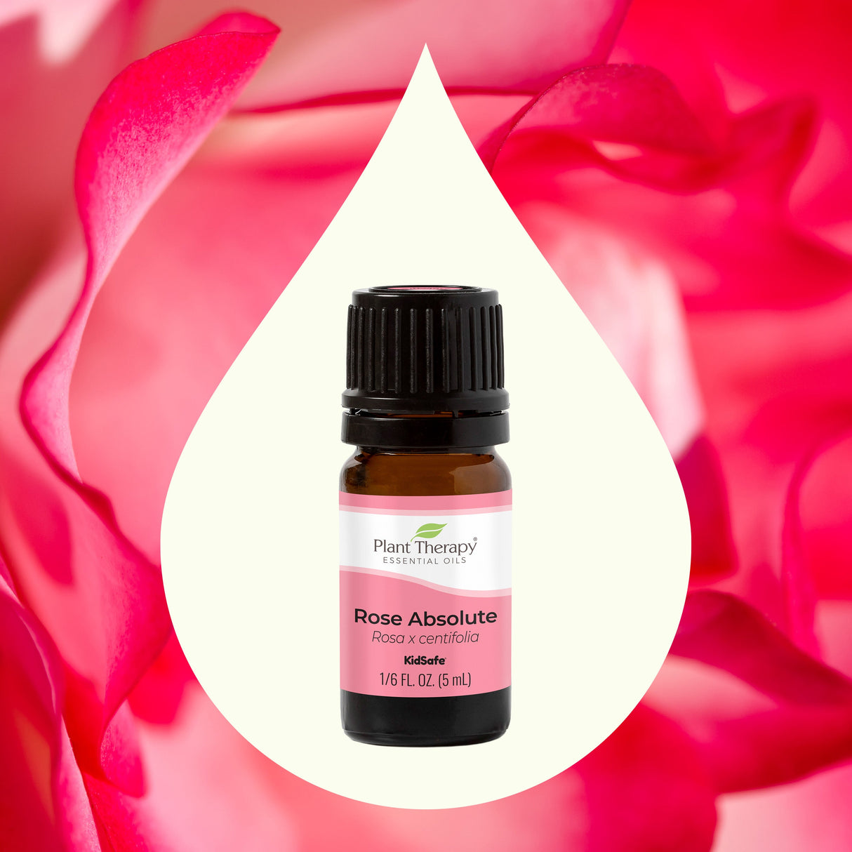 Rose Absolute Essential Oil from Plant Therapy