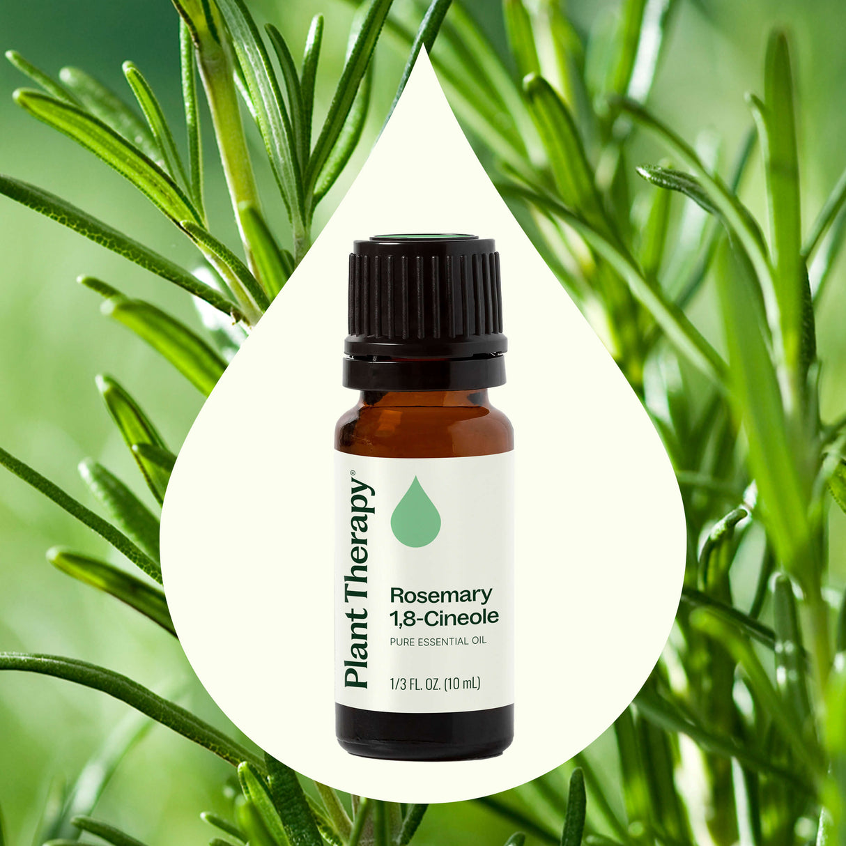 Rosemary 1,8-Cineole Essential Oil from Plant Therapy