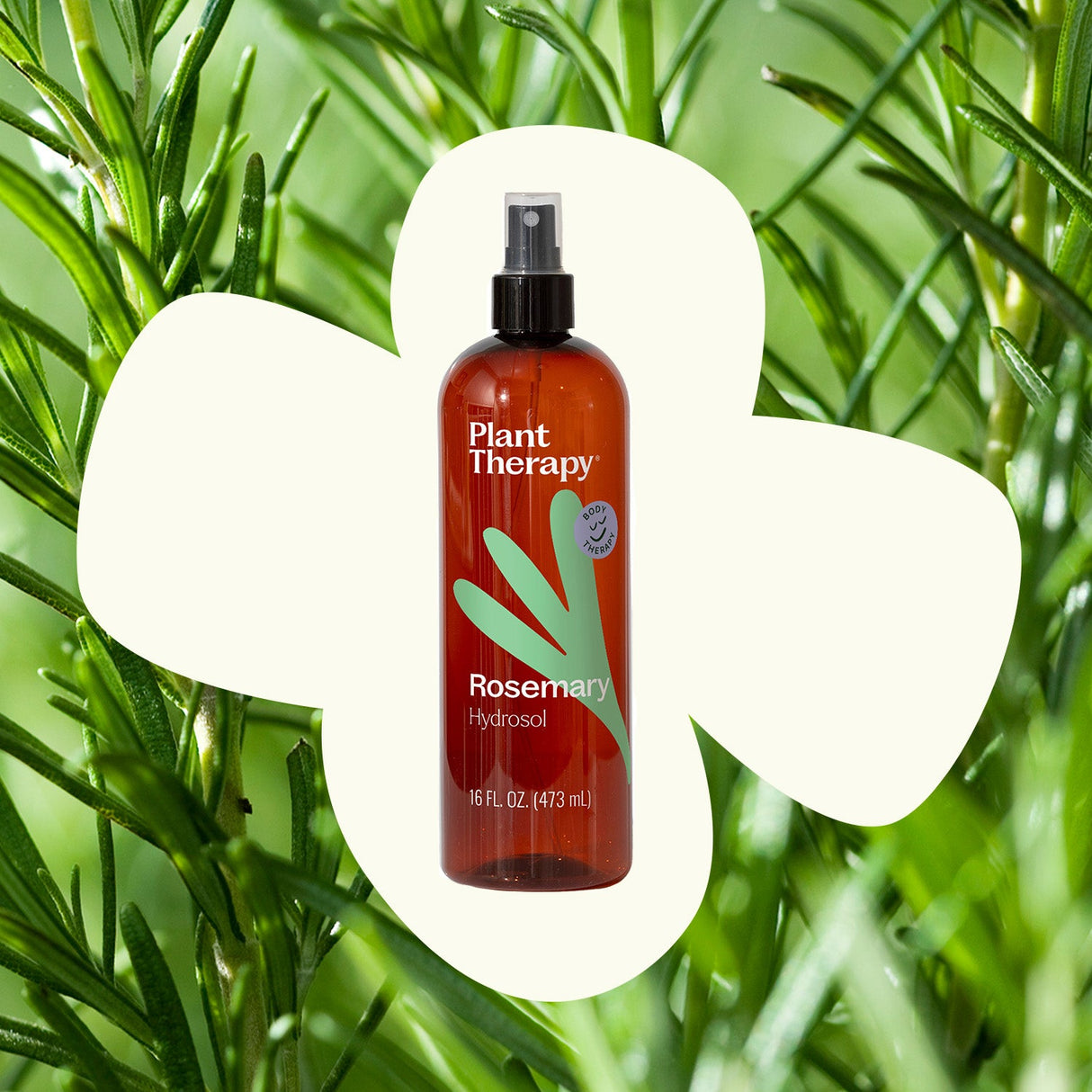 Rosemary Hydrosol from Plant Therapy