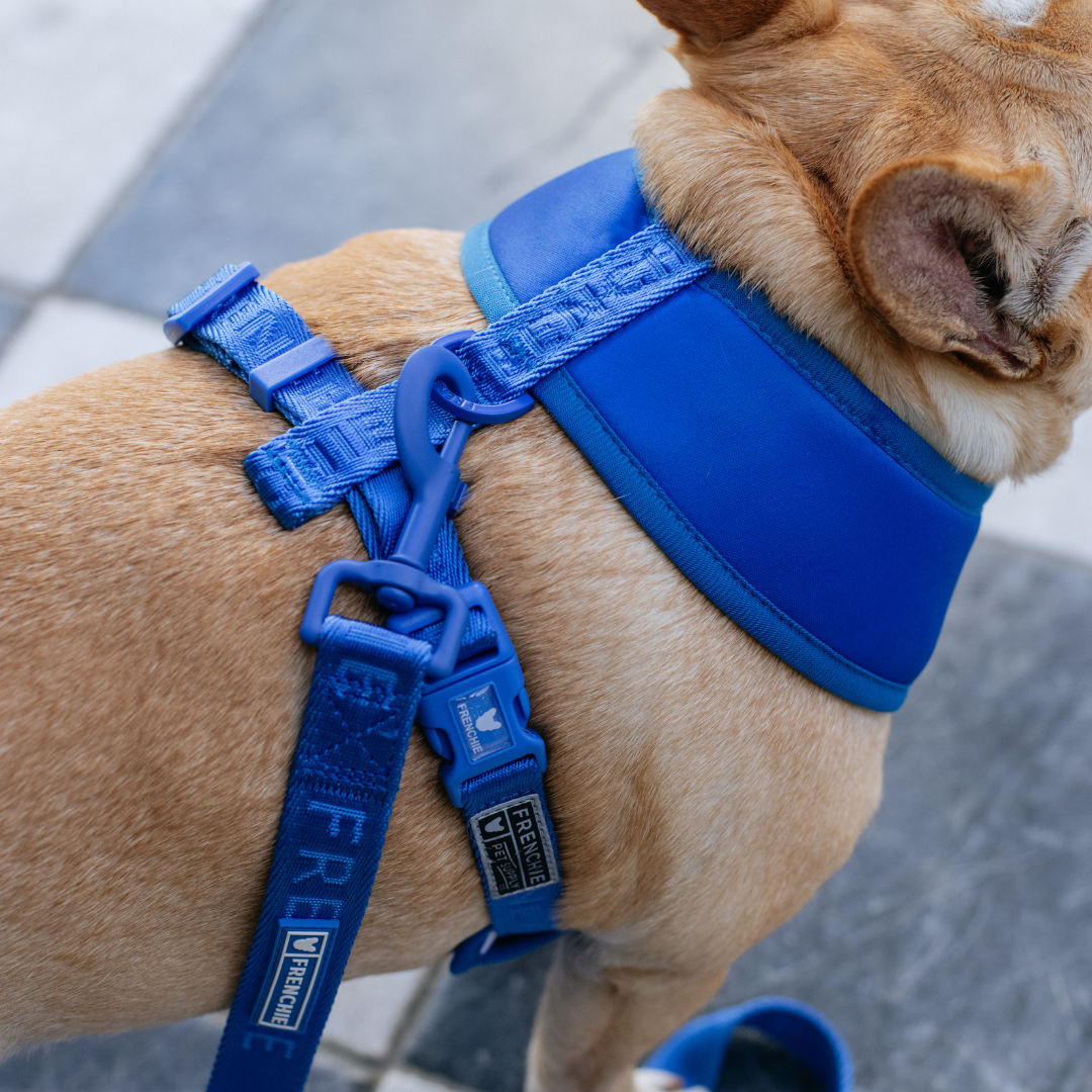 Frenchie Duo Reversible Harness - Royal Blue from Frenchie Bulldog