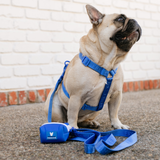 Frenchie Comfort Leash - Royal Blue from Frenchie Bulldog