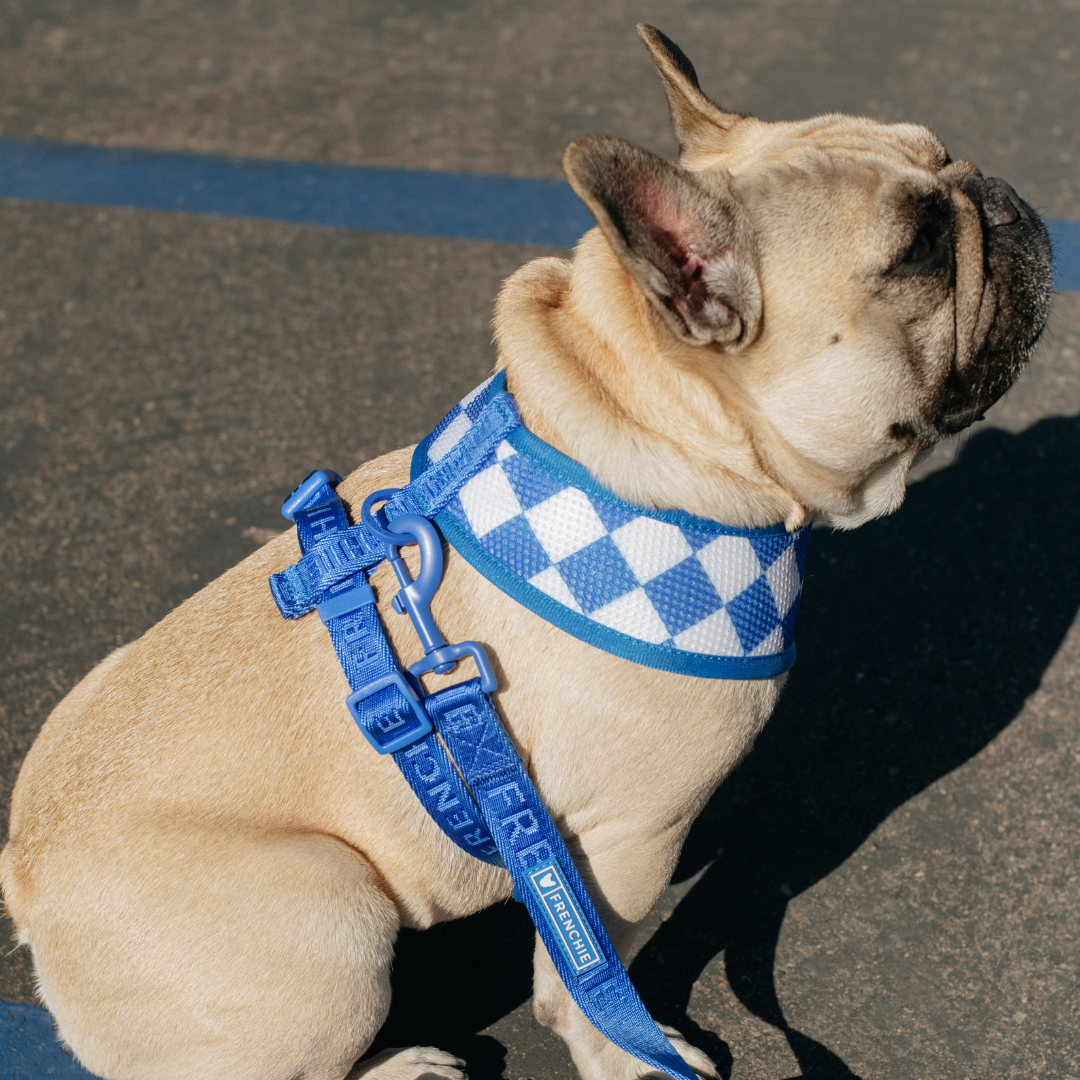 Frenchie Duo Reversible Harness - Royal Blue from Frenchie Bulldog