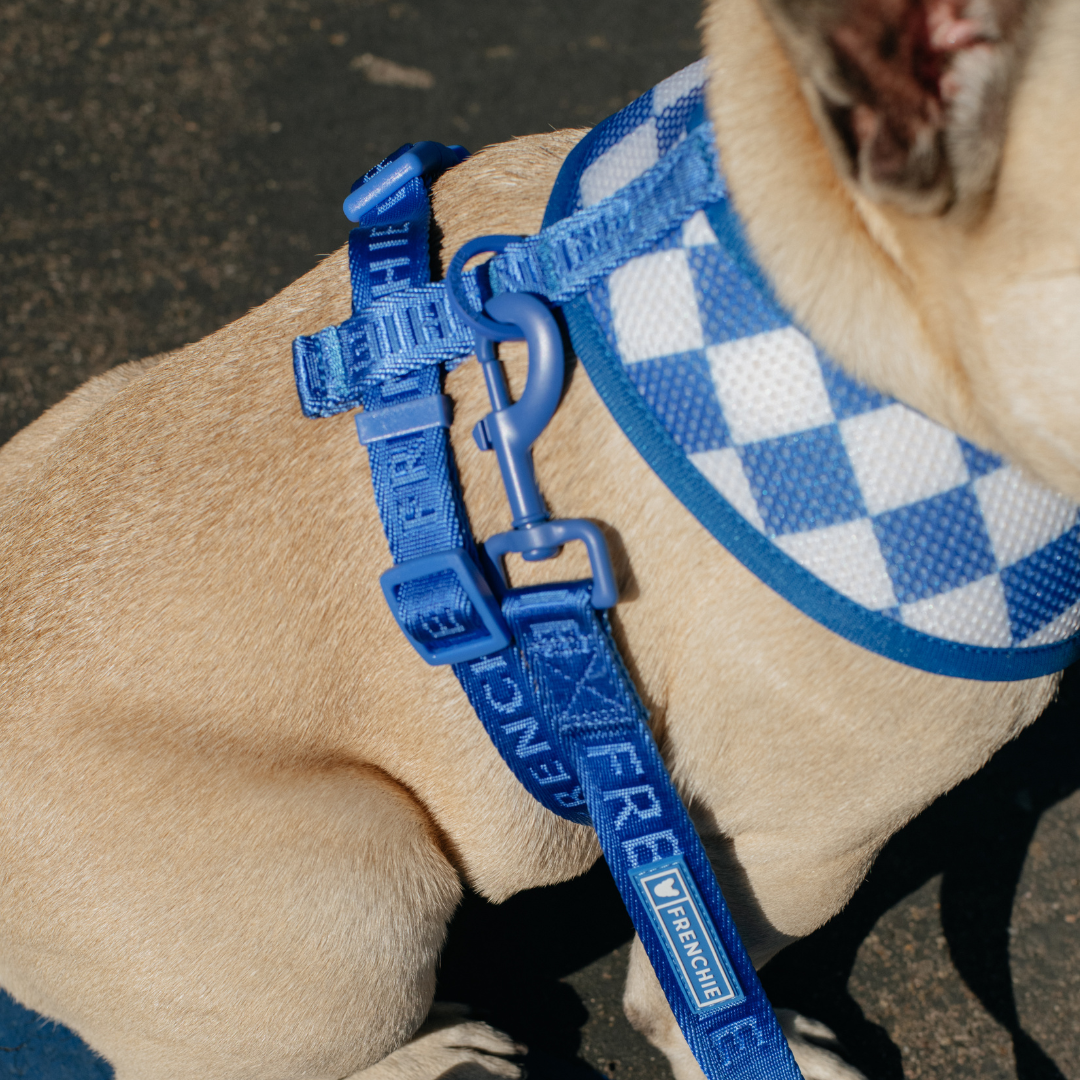 Frenchie Comfort Leash - Royal Blue from Frenchie Bulldog