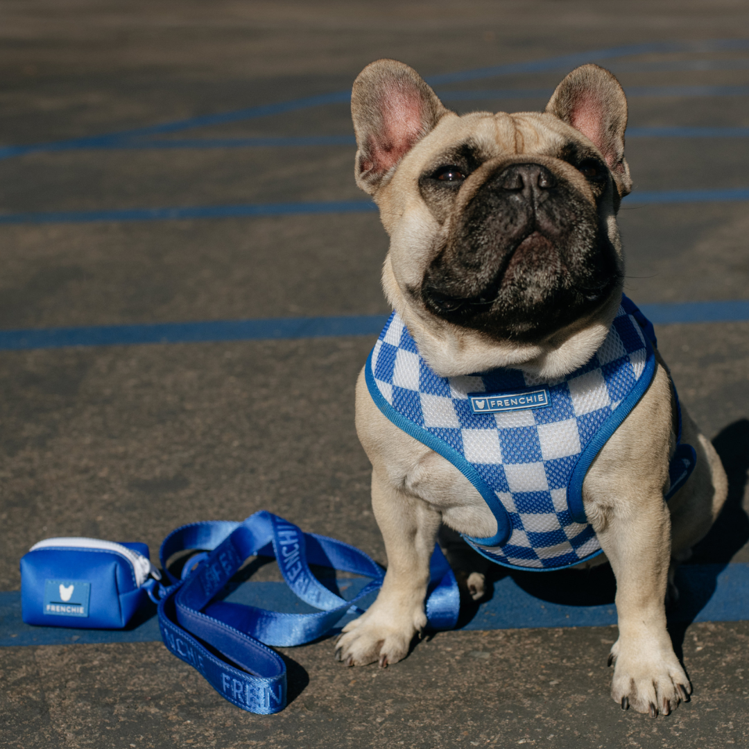 Frenchie Comfort Leash - Royal Blue from Frenchie Bulldog