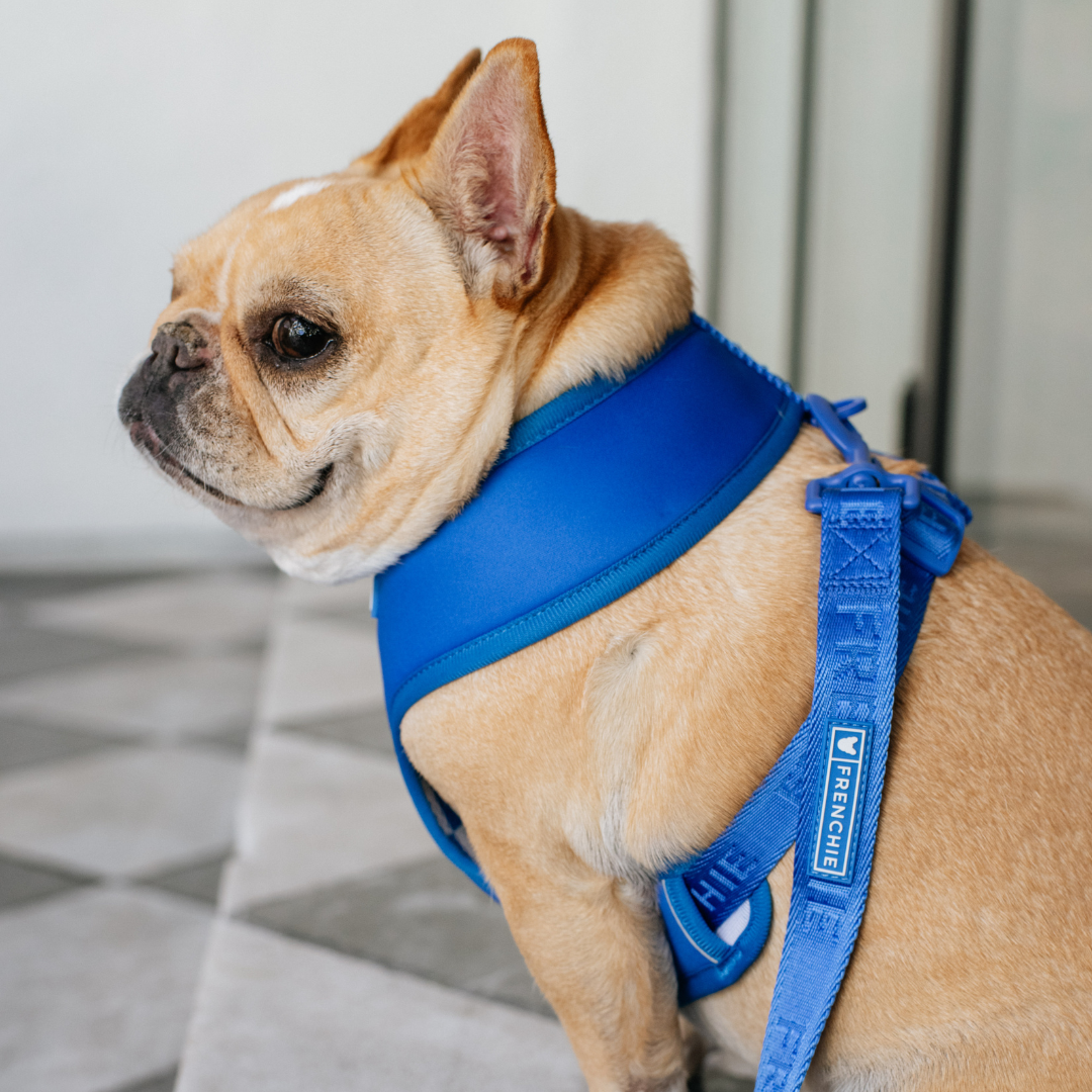 Frenchie Duo Reversible Harness - Royal Blue from Frenchie Bulldog