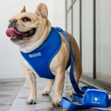 Frenchie Duo Reversible Harness - Royal Blue from Frenchie Bulldog
