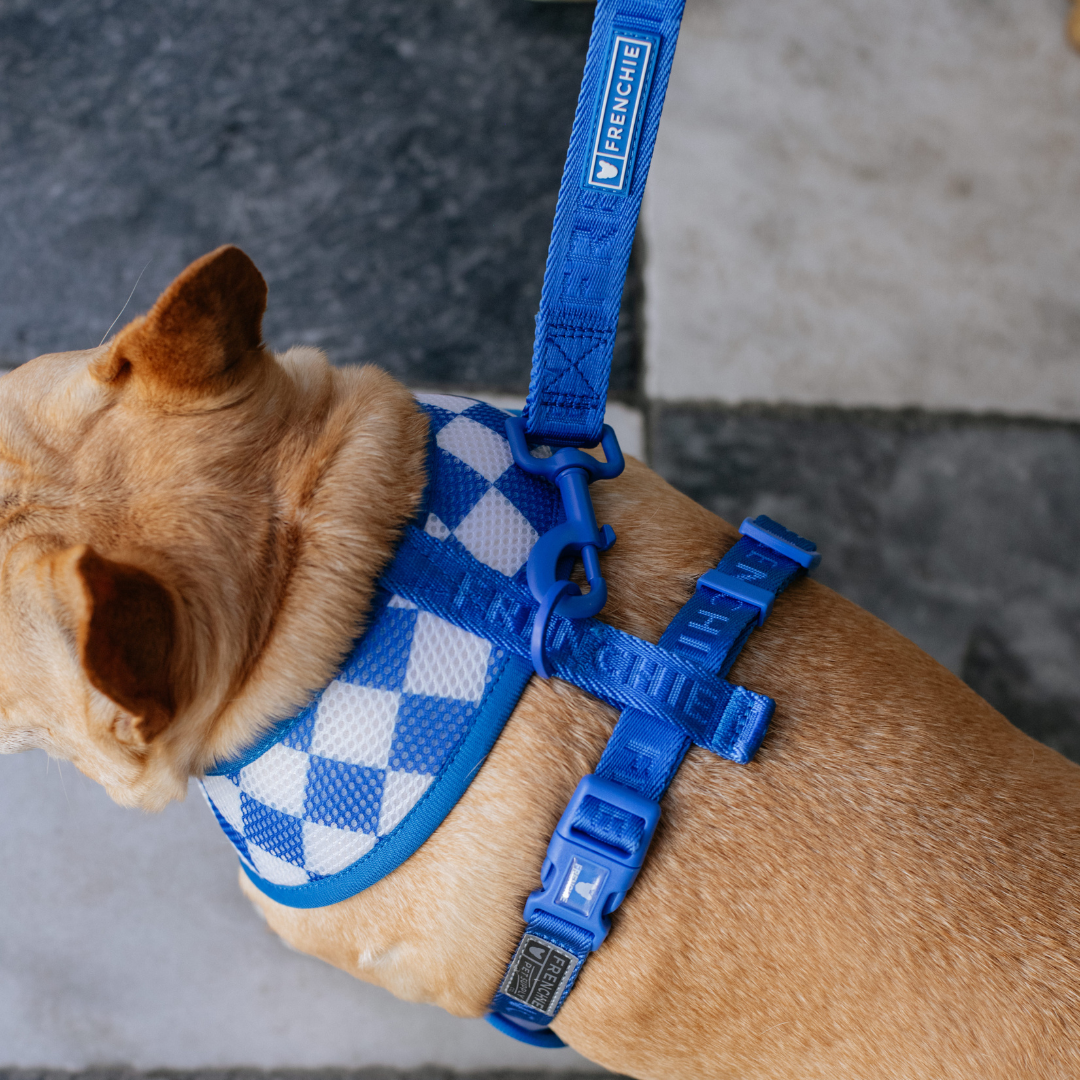 Frenchie Duo Reversible Harness - Royal Blue from Frenchie Bulldog