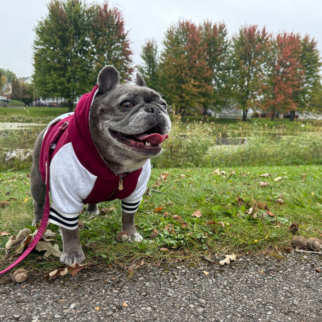 Frenchie Dog Hoodie - Ruby Varsity from Frenchie Bulldog
