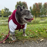 Frenchie Dog Hoodie - Ruby Varsity from Frenchie Bulldog