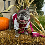 Frenchie Dog Hoodie - Ruby Varsity from Frenchie Bulldog