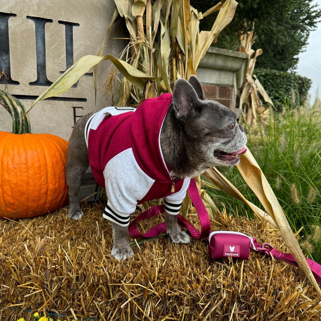 Frenchie Dog Hoodie - Ruby Varsity from Frenchie Bulldog