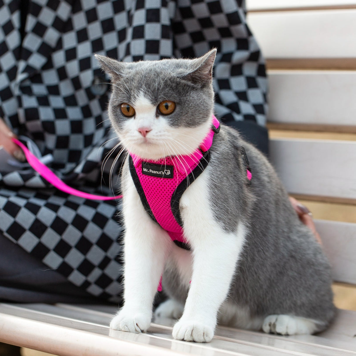 Mr. Peanut's PurrTrek Reflective Cat Harness with Matching Leash from Mr. Peanut's Pet Carriers