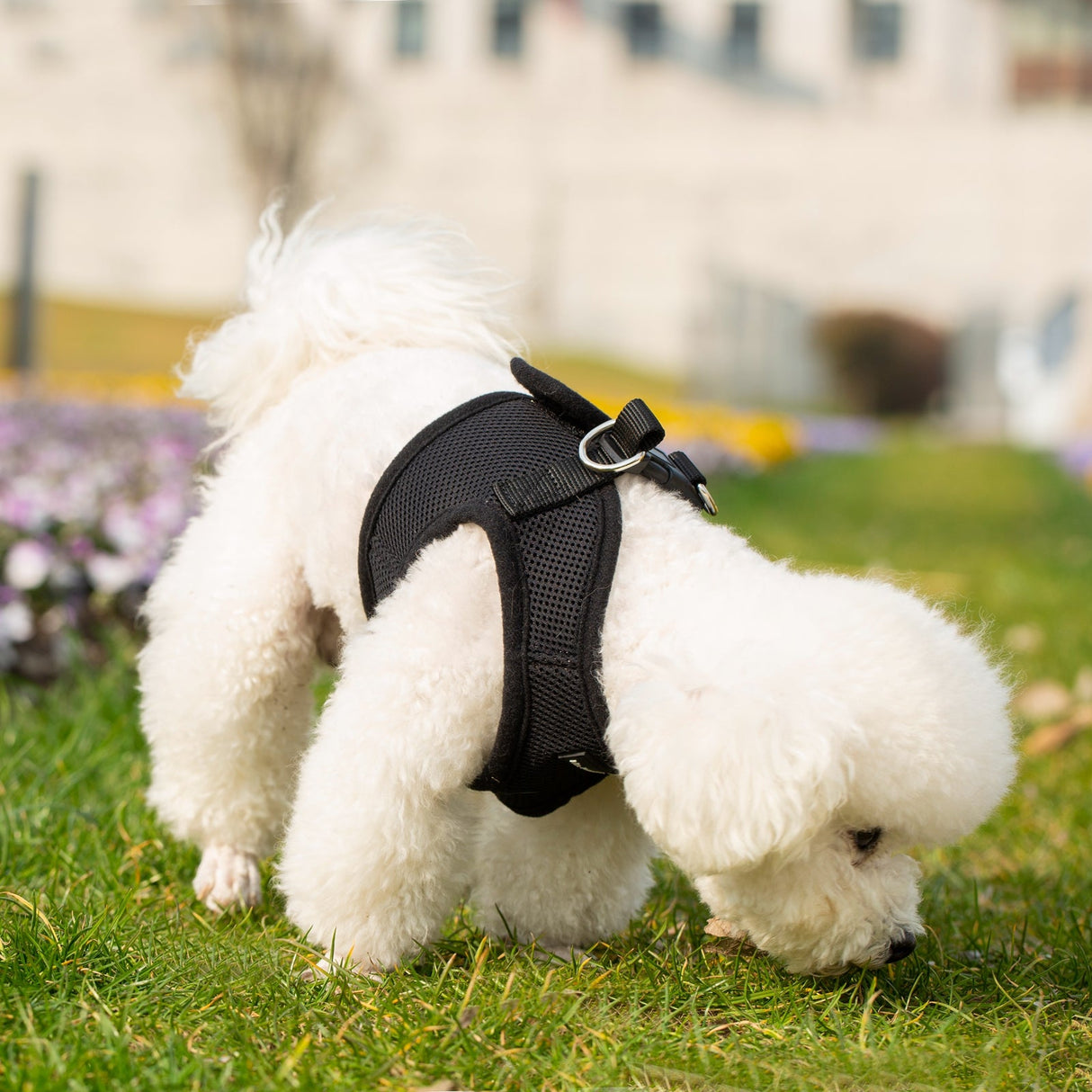 Mr. Peanut's PupTrek Harness and Leash Set,  Small Dog/Cat Soft Mesh Step In Harness Vest from Mr. Peanut's Pet Carriers