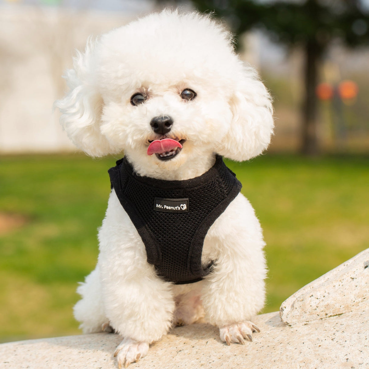 Mr. Peanut's PupTrek Harness and Leash Set,  Small Dog/Cat Soft Mesh Step In Harness Vest from Mr. Peanut's Pet Carriers