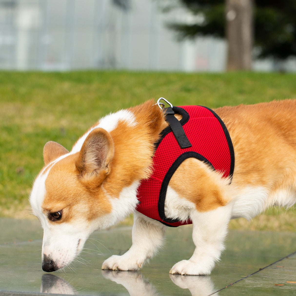 Mr. Peanut's PupTrek Harness and Leash Set,  Small Dog/Cat Soft Mesh Step In Harness Vest from Mr. Peanut's Pet Carriers