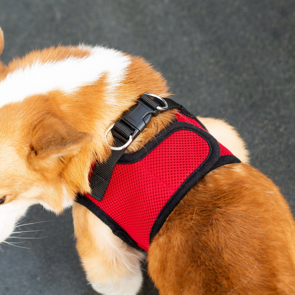 Mr. Peanut's PupTrek Harness and Leash Set,  Small Dog/Cat Soft Mesh Step In Harness Vest from Mr. Peanut's Pet Carriers