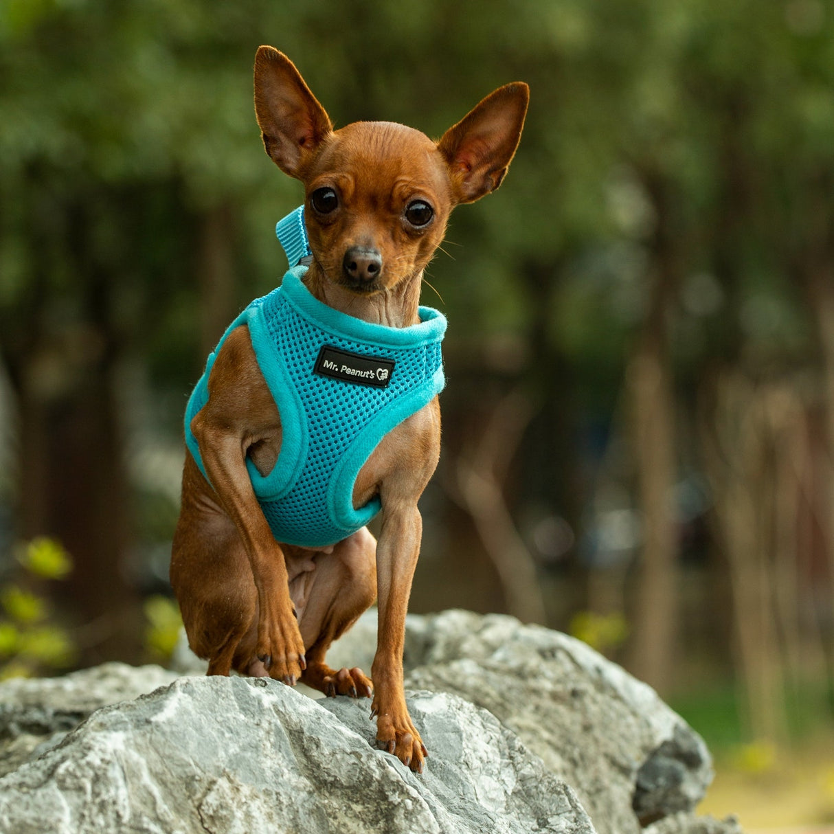 Mr. Peanut's PupTrek Harness and Leash Set,  Small Dog/Cat Soft Mesh Step In Harness Vest from Mr. Peanut's Pet Carriers