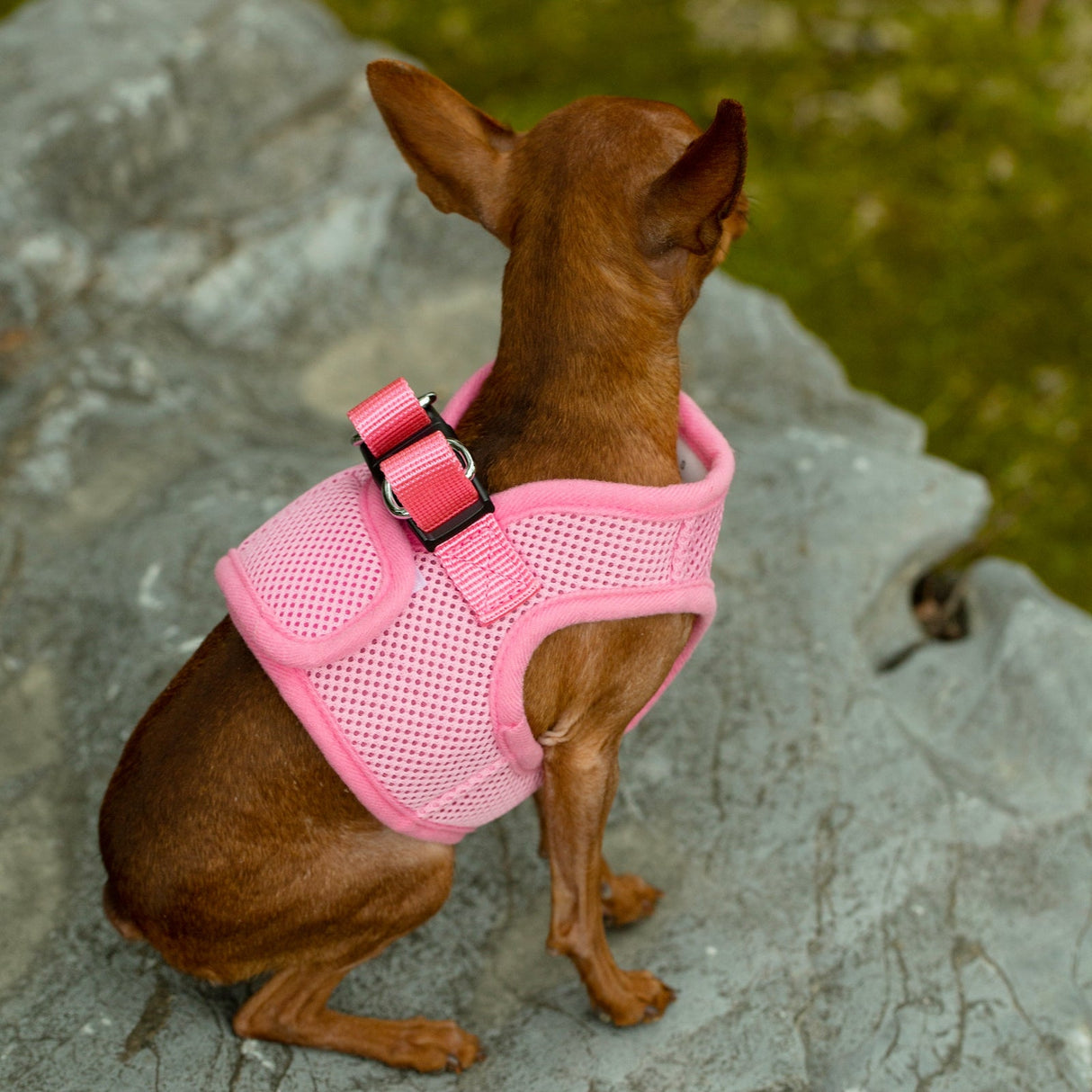 Mr. Peanut's PupTrek Harness and Leash Set,  Small Dog/Cat Soft Mesh Step In Harness Vest from Mr. Peanut's Pet Carriers