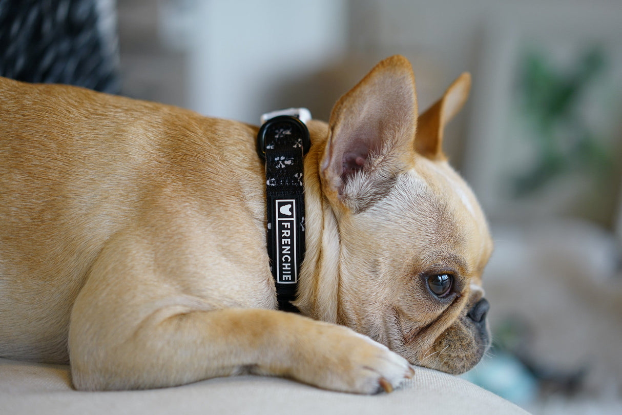 Frenchie Comfort Collar - Bad To The Bone from Frenchie Bulldog