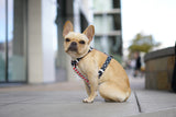 Frenchie Strap Harness - Bad to the Bone from Frenchie Bulldog