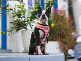 Frenchie Duo Reversible Harness - Bad To The Bone from Frenchie Bulldog