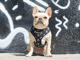 Frenchie Duo Reversible Harness - Bad To The Bone from Frenchie Bulldog