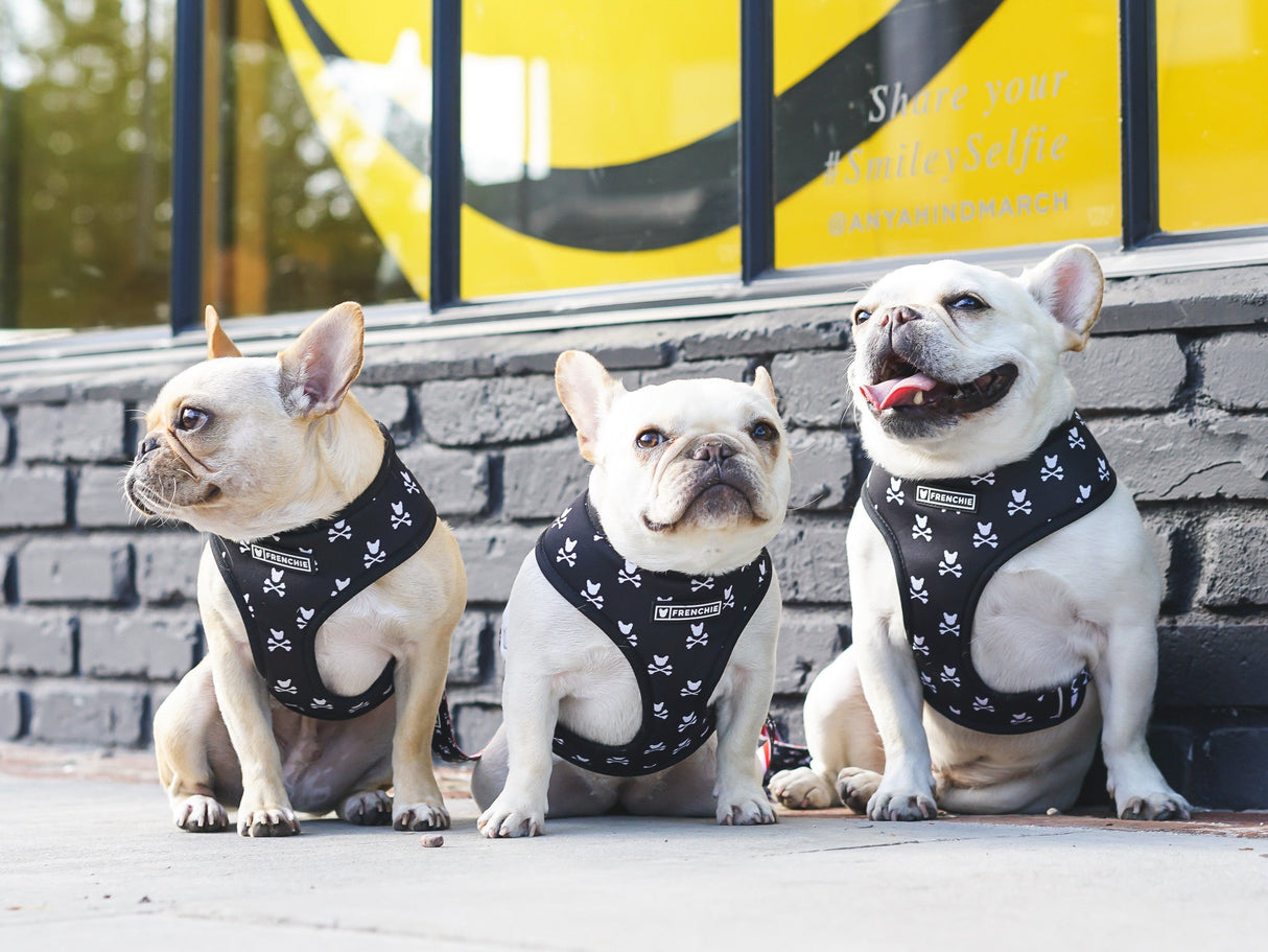 Frenchie Duo Reversible Harness - Bad To The Bone from Frenchie Bulldog