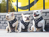 Frenchie Duo Reversible Harness - Bad To The Bone from Frenchie Bulldog